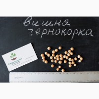 Вишня Чернокорка семена (20 штук) для саженцев (насіння для саджанців)