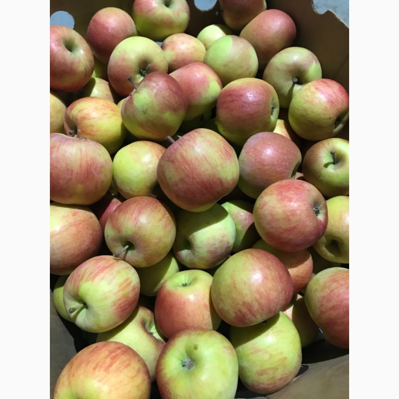 Фото 3. Газовані яблука.Фуджі, Ред Делішес, Голден