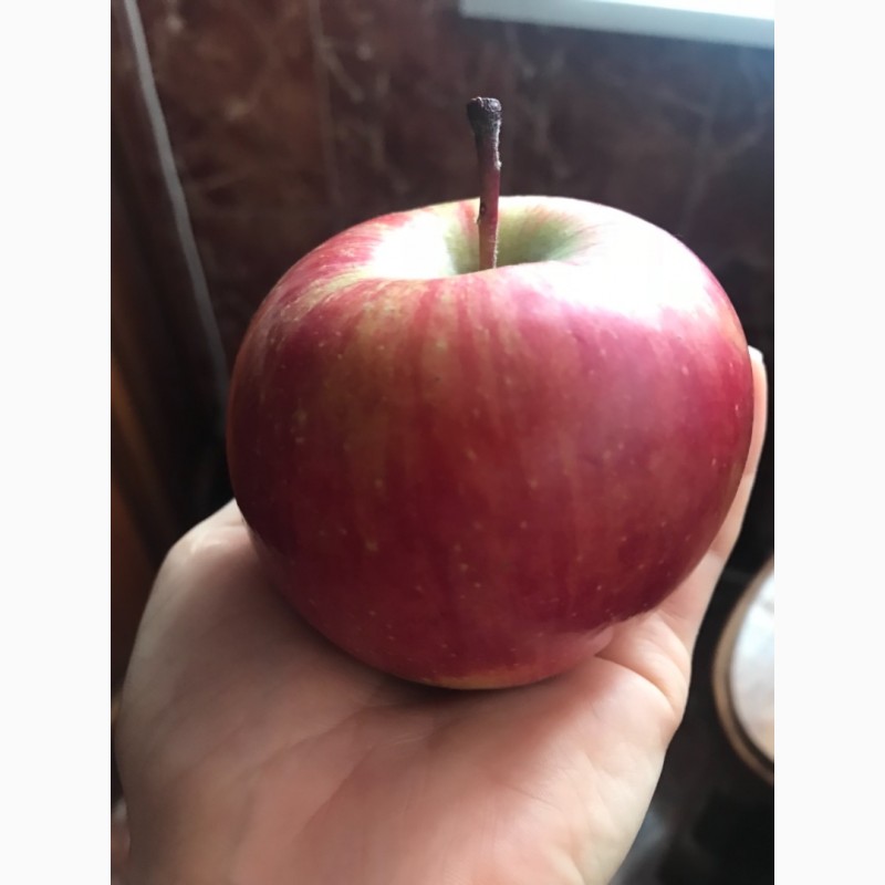 Фото 4. Газовані яблука.Фуджі, Ред Делішес, Голден