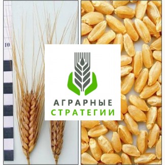 Насіння. Яра пшениця. Сорт Нащадок (еліта) від ТОВ ДП Аграрні Стратегії