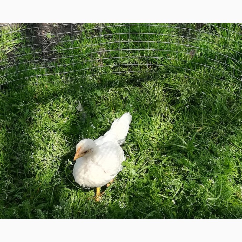 Фото 5. Цыплята. Продам цыплят геркулес цветной