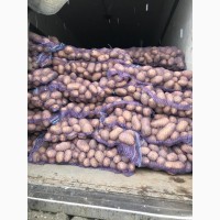 Продам товарный картофель белые и розовые сорта