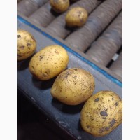 Посадкова картопля сорт Гала 2-ої репродукції