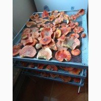 Продам Мухомори червоні сушені капелюшки Amanita muscaria та настоянку 60%