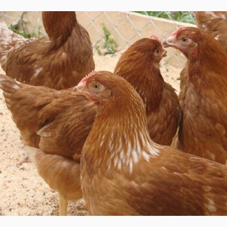 Производитель реализует цыплят породы Редбро