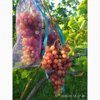 Саджанці винограду, великий вибір