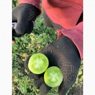 Продам зеленный помидор