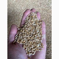 Продам посівну пшеницю (Мудрість Одеська) та (Пані Оля)