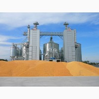Сушіння кукурудзи, 115 грн/т%