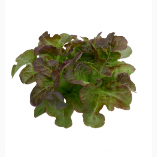 Продам салат листовой Руксай, идеальное качество, всегда свежий