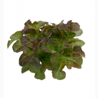 Продам салат листовой Руксай, идеальное качество, всегда свежий