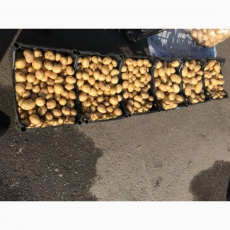 Продам картоплю молоду об’єм