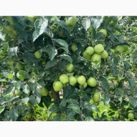 Пропонуємо яблука: Урожай 2023 р. Ціна Договірна! Закарпатська обл