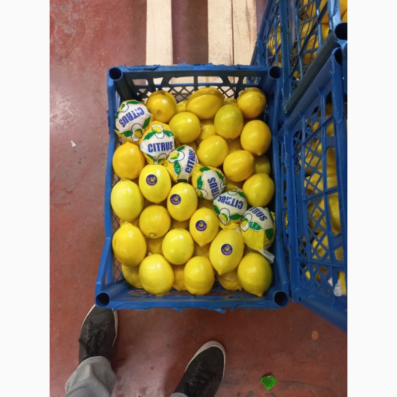 Фото 3. Лимон лимон
