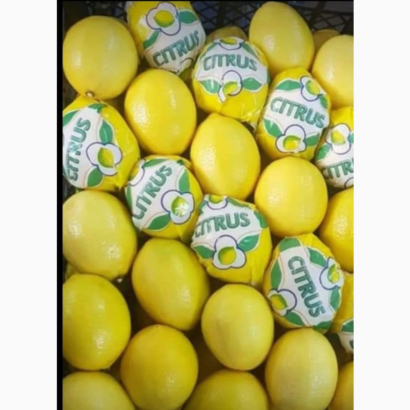Фото 6. Лимон лимон