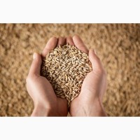 Продам фуражну яру пшеницю