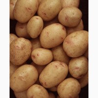 Закуповуємо молоду картоплю оптом по всій Україні