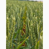 Елітне насіння озимої пшениці
