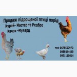 Продам Кури порід-мастер,редбро,іспан ка. Качка-мулард