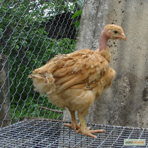 Фото 5. Цыплята, утята, гусята, индюшата. Суточные и подрощенные. Опт розница