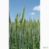 Семена пшеницы двуручки - сорт Шестопаловка. 1 репродукция и элита
