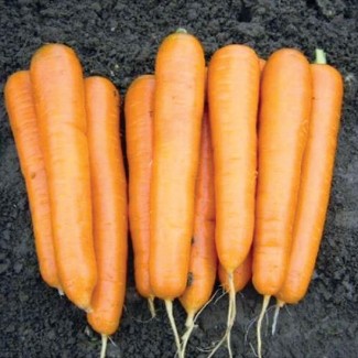 Семена моркови Аттилио F1, Абако F1, Канада F1, Лагуна F1, Каскад F1 и др. Выгодная цена