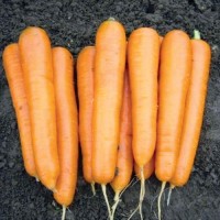 Семена моркови Аттилио F1, Абако F1, Канада F1, Лагуна F1, Каскад F1 и др. Выгодная цена