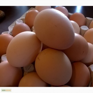 Продам инкубационное яйцо от домашних курей