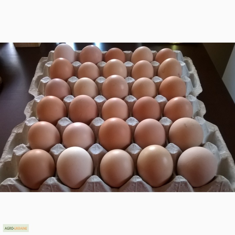 Фото 2. Продам инкубационное яйцо от домашних курей