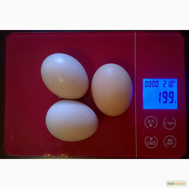 Фото 6. Продам инкубационное яйцо от домашних курей