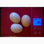 Продам инкубационное яйцо от домашних курей
