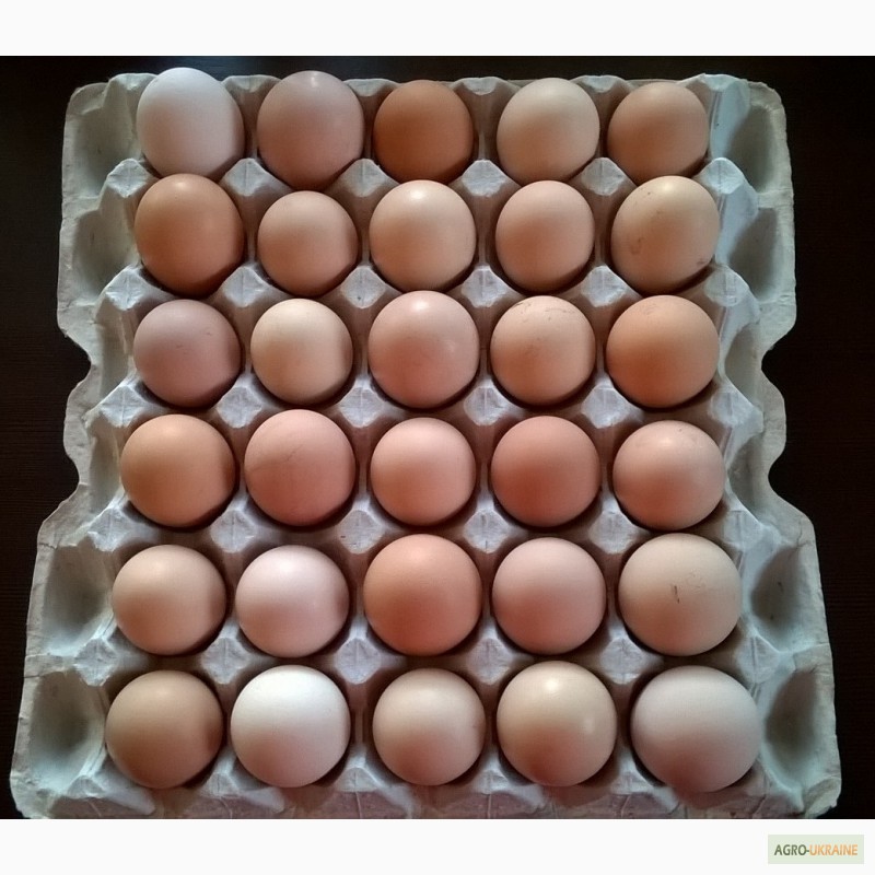 Фото 8. Продам инкубационное яйцо от домашних курей
