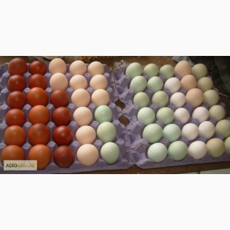 Привезу под заказ инкубационные яйца разных пород кур