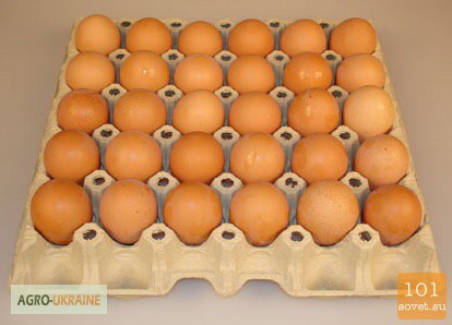 Фото 2. Инкубаторские яйца(отборные, бройлер, брама, несушка)