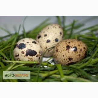 Инкубационные яйца перепелов разных пород