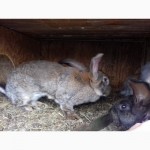 Кролики разных пород экологическ