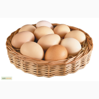Продам инкубационное яйцо кур породы Ливенская ситцевая