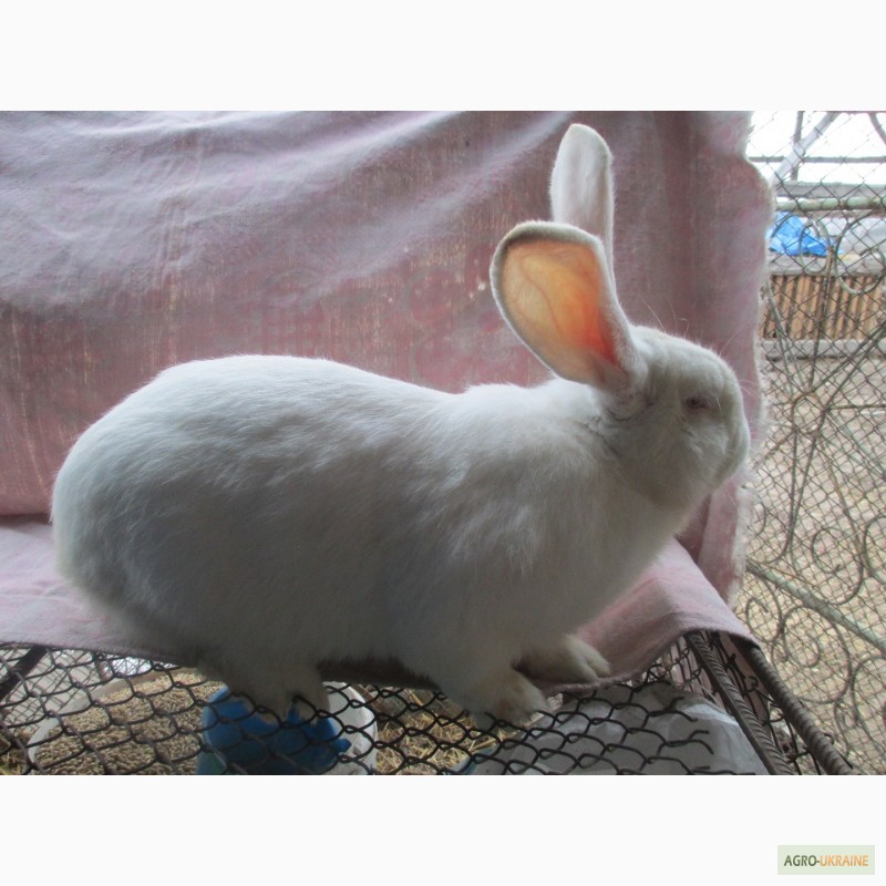 Фото 2. Продам кроликів породи- Фландр, Білий велетень, Шиншила