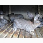 Продам кроликів породи- Фландр, Білий велетень, Шиншила