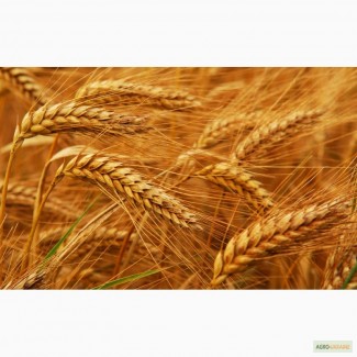 Закупаем пшеницу, кукурузу, ячмень, овес, подсолнечник по Луганской и Донецкой области