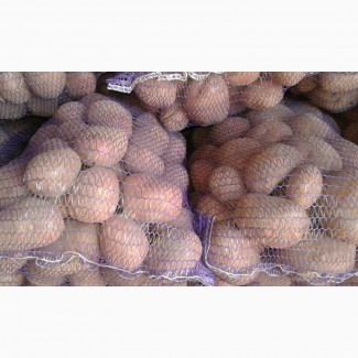 Продажа картофелящ от производителя оптом. Цена от 3.2 грн/кг