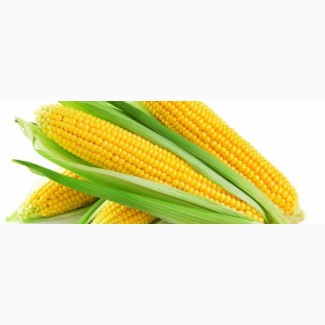 Закупаем кукурузу дорого