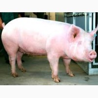Продам три свиноматки до 170 кг одна