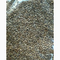 Продам Ядро подсолнечника от производителя sunflower kernel