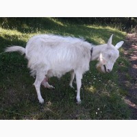Продам козу Тернопіль