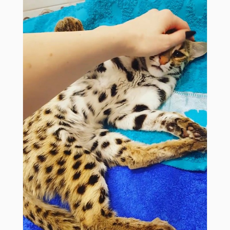 Азиатская леопардовая кошка: усатый охотник из тропиков