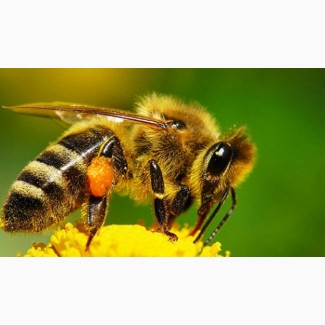 Пчеломатки Украинской степной породы.Отправка Нов.почтой в день заказа