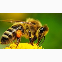 Пчеломатки Украинской степной породы.Отправка Нов.почтой в день заказа
