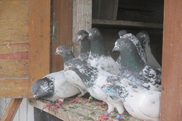 Фото 3. Продажа голубей