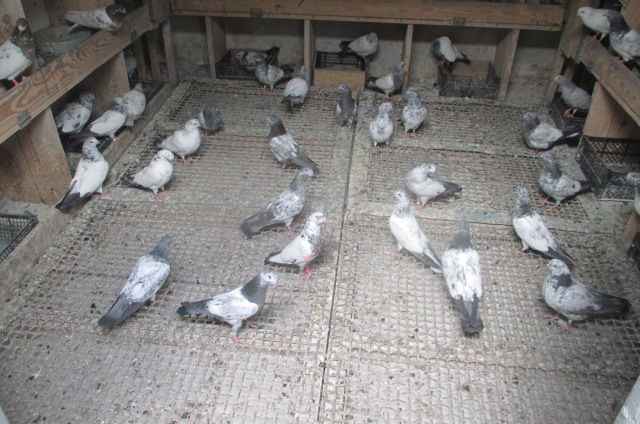 Фото 4. Продажа голубей